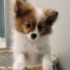 ACE-AKC MALE-POMERANIAN-$1800