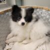 OREO-AKC MALE-POMERANIAN-$1800