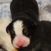 Bernese mountain dog puppies