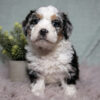 Bubbles – Mini Bernedoodle