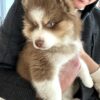 Pure Bred Pomsky with Blue Eyes