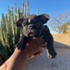 Frenchies
