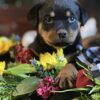 AKC German Rottweiler