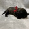 AKC English Mastiffs Champion Bloodline Puppies