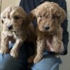 Golden Doodles Puppies  F1B