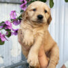 Golden Retriever puppies