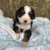Ultra bernedoodle