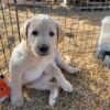 AKC English Labrador Retriever- Mac