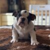 English Bulldog puppy