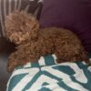 Pretty Red Toy Poodle