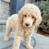 Standard Poodle (Cream)