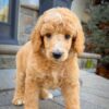 Standard Poodle (Apricot)