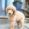 Standard Poodle (Cream)