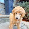Standard Poodle (Apricot)