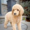 Standard Poodle (Cream)