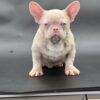 PINK FRENCH BULLDOG MALE