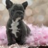 Tater Tot ( Big Rope French Bulldog / Pink / Fluffy)