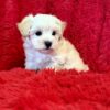 Maltipoo Puppy