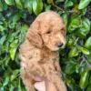 Miracle – Miniature Red Poodle – Full Breed