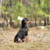 Duke gorgeous black and rust male Doberman puppy