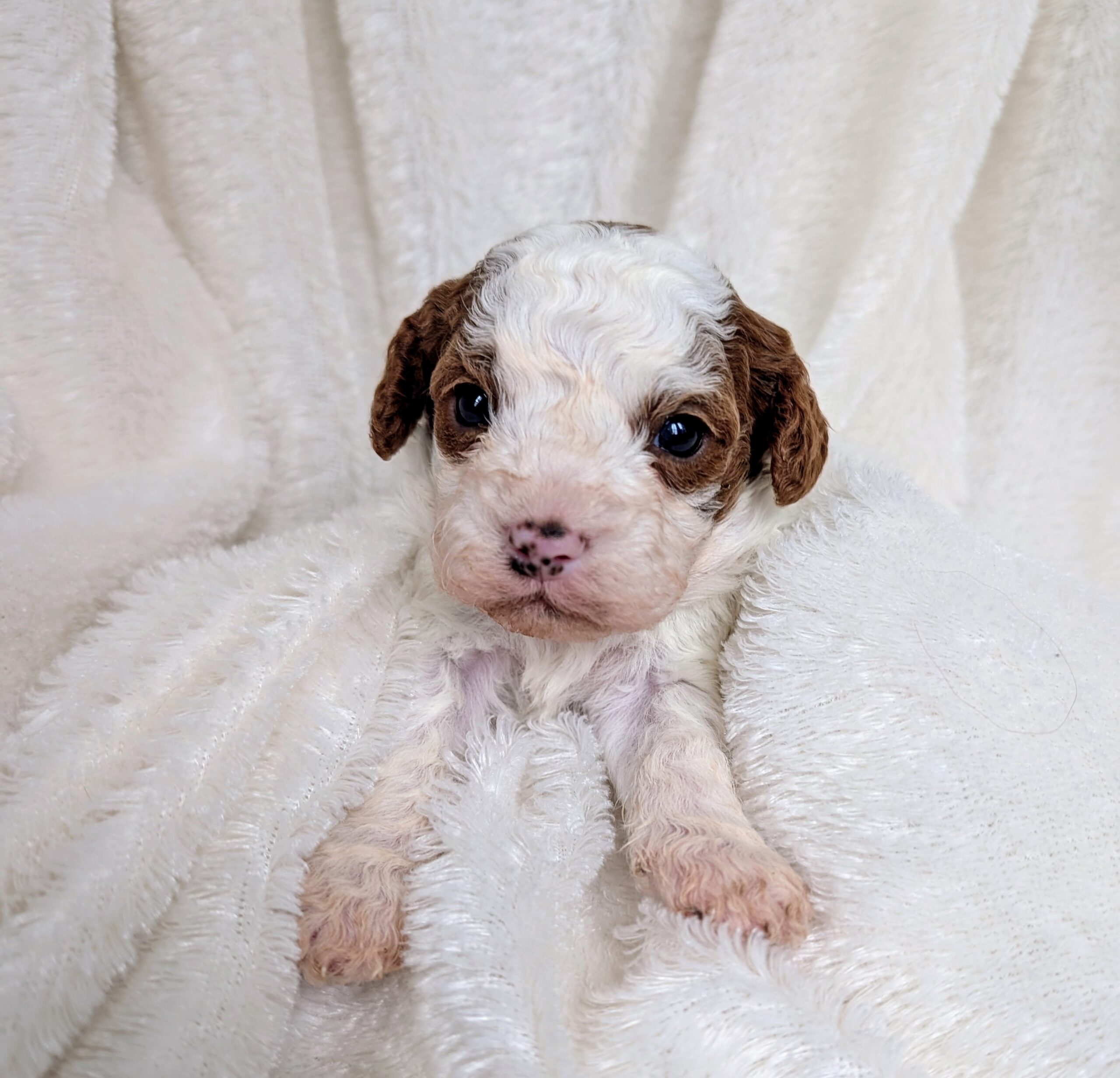 Cavapoo F2B – PuppyList