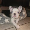 8 wk old frenchies