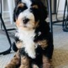 Bernedoodle Puppy
