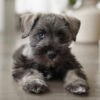 Mini Schnauzer
