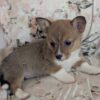 CKC American Corgis