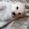 Great Pyrenees Puppies