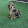 AKC mini Poodle