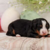 Chick – Family Raised Bernese Mountain Dog