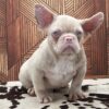 PINKY PINK FRENCH BULLDOG