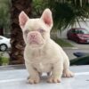 Chubbs (Pink French Bulldog)