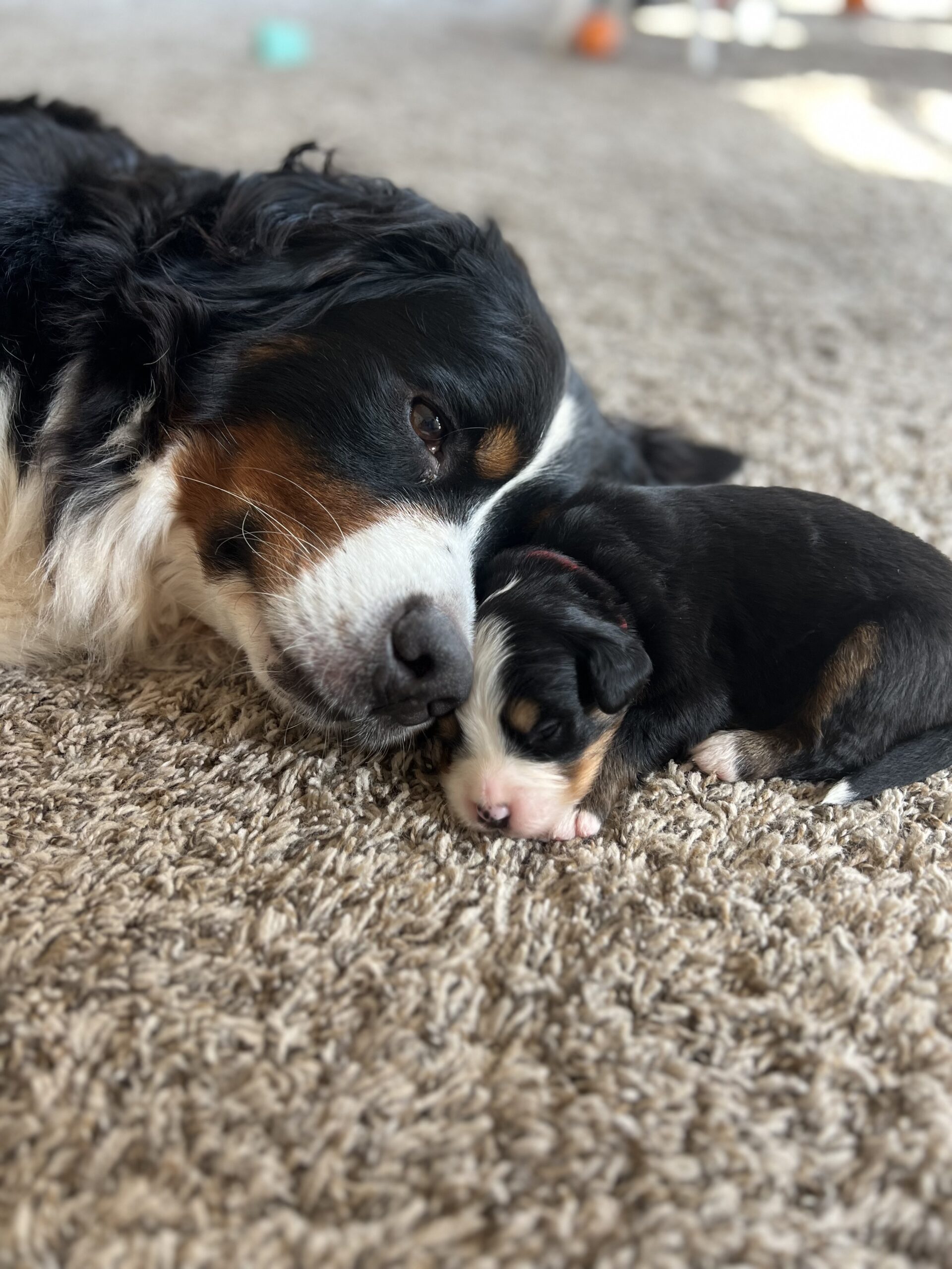 Copper – PuppyList