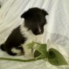 Champion bred Sheltie female