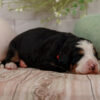 Lily- Family Raised Bernese Mountain Dog