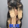 Long Coat German Shepherd Puppies