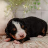 Peep – Family Raised Bernese Mountain Dog