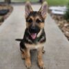 Yellow Collar