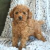 Adorable Toy Poodle Puppy for Sale – Ready for a Loving Home!