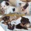 NOLA Yorkies (Exotic Parti Yorkies) Ready Now!