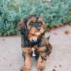 Cavapoo F1