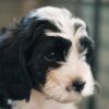 Cavapoo f1 puppy