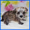 Tiny Morkie Copper Ready in Austin, Texas
