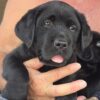 AKC Registers Black Labrador Pups