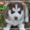 Siberian Husky Male Brudo