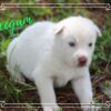 Siberian Husky Male Neegan