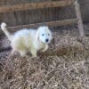 10 Week Old Great Pyrnees