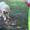 10 Week old Great Pyrenees puppy.